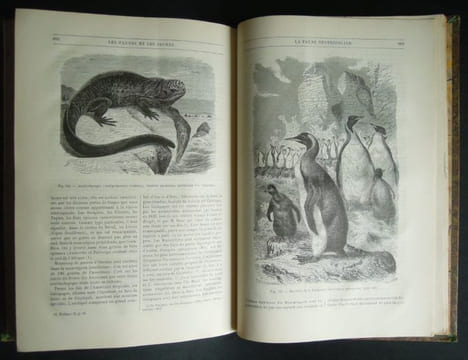 Merveilles de la nature, La Terre, Les mers et les continents, géographie physique, géologie et minéralogie - 1892. BREHM, Alfred-Edmund, PRIEM ...