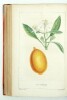 Le panier de fruits, ou descriptions botaniques et notices historiques des principaux fruits cultivés en France ; suivies de différens morceaux de ...
