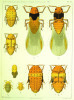 Études sur le phylloxera vastatrix.. CORNU (Maxime)
