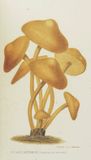 Champignons et truffes.

. REMY (Jules)
