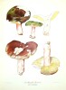 Nouvel atlas des champignons.. ROMAGNESI (Henri)