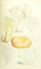 A treatise on the esculent funguses of England. BADHAM (Charles David)