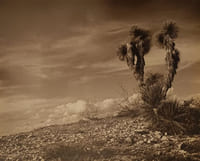YUCCA DU DÉSERT AMÉRICAIN 