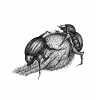 Insectes. VAN der LINDEN (Anne)