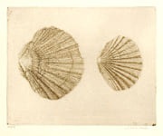 Coquillages by DONKER (Charles) (1940-)