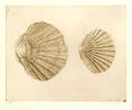 Coquillages. DONKER (Charles) (1940-)