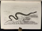 Histoire naturelle des reptiles et des batraciens [Suivi de] Appendice au vol. I. de la Faune des vertébrés de la Suisse. par FATIO Victor: - Image 2