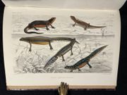 Histoire naturelle des reptiles et des batraciens [Suivi de] Appendice au vol. I. de la Faune des vertébrés de la Suisse. par FATIO Victor: - Image 3
