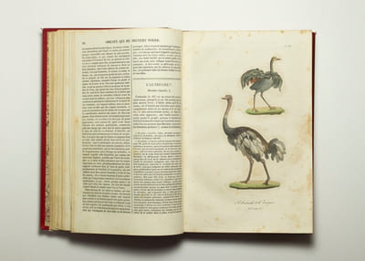 Les oiseaux.