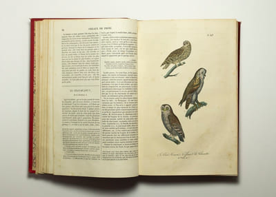 Les oiseaux.