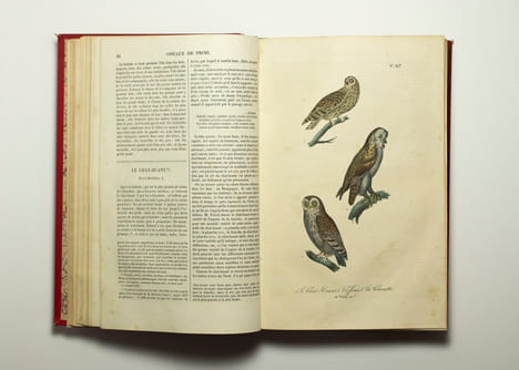 Les oiseaux.. BUFFON: