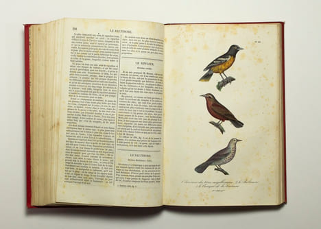 Les oiseaux.. BUFFON: