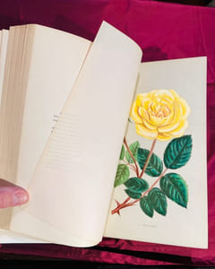 Les Roses. Histoire - Culture - Description. Préface par Ch. Naudin.