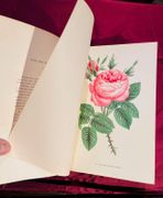 Les Roses. Histoire - Culture - Description. Préface par Ch. Naudin. par JAMAIN Hippolyte; FORNEY Eugène: - Image 5