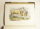 The Breeds of the domestic animals of the British islands... Illustrated with plates, from drawings by Mr. W. Nicholson, R.S.A., reduced from a series ...