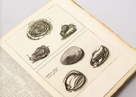 Relation d'un voyage du levant, fait par ordre du roi.... PITTON DE TOURNEFORT Joseph: