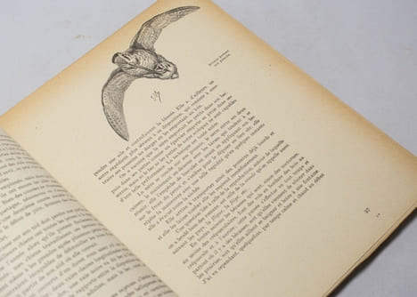 Bécasse, bécassines et petits échassiers. Le monde merveilleux des bêtes.. OBERTHUR J: