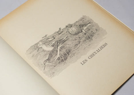 Bécasse, bécassines et petits échassiers. Le monde merveilleux des bêtes.. OBERTHUR J: