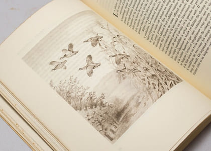 Chasses en Gascogne, Corbières et autres lieux.