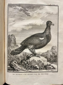 Histoire naturelle des oiseaux.. BUFFON, Georges Louis Marie Leclerc, Comte de; GUÉNEAU de MONTBEILLARD Philippe; BEXON Gabriel, abbé:
