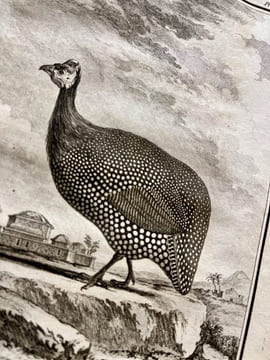 Histoire naturelle des oiseaux.. BUFFON, Georges Louis Marie Leclerc, Comte de; GUÉNEAU de MONTBEILLARD Philippe; BEXON Gabriel, abbé: