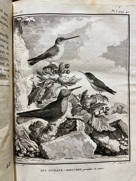 Histoire naturelle des oiseaux.. BUFFON, Georges Louis Marie Leclerc, Comte de; GUÉNEAU de MONTBEILLARD Philippe; BEXON Gabriel, abbé: