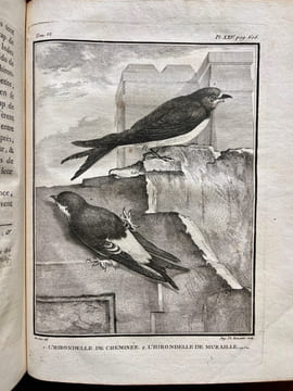 Histoire naturelle des oiseaux.. BUFFON, Georges Louis Marie Leclerc, Comte de; GUÉNEAU de MONTBEILLARD Philippe; BEXON Gabriel, abbé: