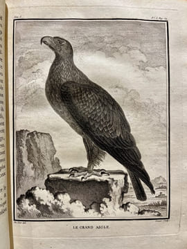 Histoire naturelle des oiseaux.. BUFFON, Georges Louis Marie Leclerc, Comte de; GUÉNEAU de MONTBEILLARD Philippe; BEXON Gabriel, abbé: