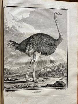 Histoire naturelle des oiseaux.. BUFFON, Georges Louis Marie Leclerc, Comte de; GUÉNEAU de MONTBEILLARD Philippe; BEXON Gabriel, abbé: