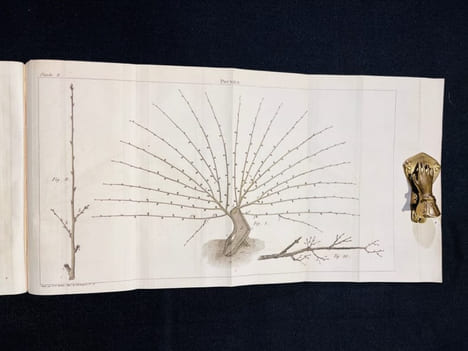 Traité de la culture des arbres fruitiers, contenant une nouvelle manière de les tailler, et une méthode particulière de guérir les maladies qui ...