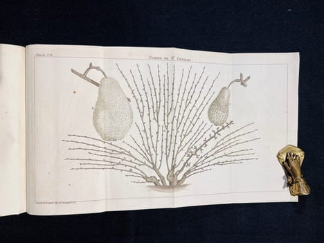 Traité de la culture des arbres fruitiers, contenant une nouvelle manière de les tailler, et une méthode particulière de guérir les maladies qui ...