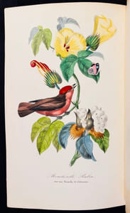 Le jardin des plantes. Description complète, historique et pittoresque du Muséum d’histoire naturelle, de la ménagerie, des serres, des galeries de minéralogie et d’anatomie, et de la vallée suisse.