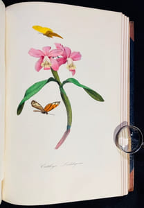 Le jardin des plantes. Description complète, historique et pittoresque du Muséum d’histoire naturelle, de la ménagerie, des serres, des galeries de minéralogie et d’anatomie, et de la vallée suisse.