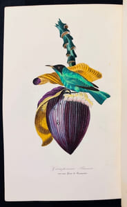 Le jardin des plantes. Description complète, historique et pittoresque du Muséum d’histoire naturelle, de la ménagerie, des serres, des galeries de minéralogie et d’anatomie, et de la vallée suisse.