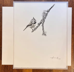 Alpes, calligraphies sauvages.