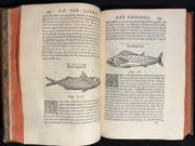 L'Histoire entiere des poissons. par RONDELET Guillaume: - Image 6