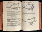 L'Histoire entiere des poissons. par RONDELET Guillaume: - Image 8