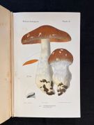 Atlas des champignons de France, Suisse et Belgique. par ROLLAND Léon: - Image 2