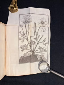 Traité des Renoncules dans lequel outre de qui concerne ces fleurs, on trouvera des observations physiques et plusieurs remarques utiles, soit pour l'Agriculture, soit pour le Jardinage.