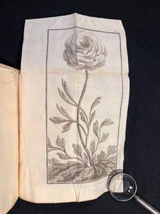 Traité des Renoncules dans lequel outre de qui concerne ces fleurs, on trouvera des observations physiques et plusieurs remarques utiles, soit pour l'Agriculture, soit pour le Jardinage.