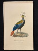 Dictionnaire classique des sciences naturelles, présentant la définition, l'analyse et l'histoire de tous les êtres qui composent les trois règnes, leur application générale aux arts, à l'agriculture, à la médecine, à l'économie domestique, etc.; résumant tous les faits présentés par les dictionnaires d'histoire naturelle; augmenté des nombreuses découvertes acquises depuis la publication de ces ouvrages. par DRAPIEZ Pierre-Auguste: - Image 10