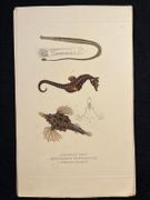 Dictionnaire classique des sciences naturelles, présentant la définition, l'analyse et l'histoire de tous les êtres qui composent les trois règnes, leur application générale aux arts, à l'agriculture, à la médecine, à l'économie domestique, etc.; résumant tous les faits présentés par les dictionnaires d'histoire naturelle; augmenté des nombreuses découvertes acquises depuis la publication de ces ouvrages. par DRAPIEZ Pierre-Auguste: - Image 11