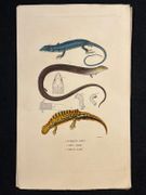 Dictionnaire classique des sciences naturelles, présentant la définition, l'analyse et l'histoire de tous les êtres qui composent les trois règnes, leur application générale aux arts, à l'agriculture, à la médecine, à l'économie domestique, etc.; résumant tous les faits présentés par les dictionnaires d'histoire naturelle; augmenté des nombreuses découvertes acquises depuis la publication de ces ouvrages. par DRAPIEZ Pierre-Auguste: - Image 12