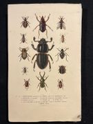 Dictionnaire classique des sciences naturelles, présentant la définition, l'analyse et l'histoire de tous les êtres qui composent les trois règnes, leur application générale aux arts, à l'agriculture, à la médecine, à l'économie domestique, etc.; résumant tous les faits présentés par les dictionnaires d'histoire naturelle; augmenté des nombreuses découvertes acquises depuis la publication de ces ouvrages. par DRAPIEZ Pierre-Auguste: - Image 13