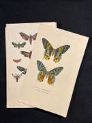 Dictionnaire classique des sciences naturelles, présentant la définition, l'analyse et l'histoire de tous les êtres qui composent les trois règnes, leur application générale aux arts, à l'agriculture, à la médecine, à l'économie domestique, etc.; résumant tous les faits présentés par les dictionnaires d'histoire naturelle; augmenté des nombreuses découvertes acquises depuis la publication de ces ouvrages. par DRAPIEZ Pierre-Auguste: - Image 14