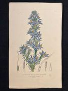 Dictionnaire classique des sciences naturelles, présentant la définition, l'analyse et l'histoire de tous les êtres qui composent les trois règnes, leur application générale aux arts, à l'agriculture, à la médecine, à l'économie domestique, etc.; résumant tous les faits présentés par les dictionnaires d'histoire naturelle; augmenté des nombreuses découvertes acquises depuis la publication de ces ouvrages. par DRAPIEZ Pierre-Auguste: - Image 15