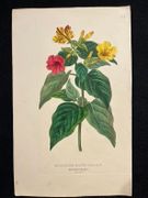 Dictionnaire classique des sciences naturelles, présentant la définition, l'analyse et l'histoire de tous les êtres qui composent les trois règnes, leur application générale aux arts, à l'agriculture, à la médecine, à l'économie domestique, etc.; résumant tous les faits présentés par les dictionnaires d'histoire naturelle; augmenté des nombreuses découvertes acquises depuis la publication de ces ouvrages. par DRAPIEZ Pierre-Auguste: - Image 17