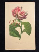 Dictionnaire classique des sciences naturelles, présentant la définition, l'analyse et l'histoire de tous les êtres qui composent les trois règnes, leur application générale aux arts, à l'agriculture, à la médecine, à l'économie domestique, etc.; résumant tous les faits présentés par les dictionnaires d'histoire naturelle; augmenté des nombreuses découvertes acquises depuis la publication de ces ouvrages. par DRAPIEZ Pierre-Auguste: - Image 18