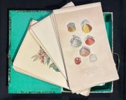 Dictionnaire classique des sciences naturelles, présentant la définition, l'analyse et l'histoire de tous les êtres qui composent les trois règnes, leur application générale aux arts, à l'agriculture, à la médecine, à l'économie domestique, etc.; résumant tous les faits présentés par les dictionnaires d'histoire naturelle; augmenté des nombreuses découvertes acquises depuis la publication de ces ouvrages. par DRAPIEZ Pierre-Auguste: - Image 5