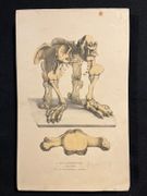 Dictionnaire classique des sciences naturelles, présentant la définition, l'analyse et l'histoire de tous les êtres qui composent les trois règnes, leur application générale aux arts, à l'agriculture, à la médecine, à l'économie domestique, etc.; résumant tous les faits présentés par les dictionnaires d'histoire naturelle; augmenté des nombreuses découvertes acquises depuis la publication de ces ouvrages. par DRAPIEZ Pierre-Auguste: - Image 6